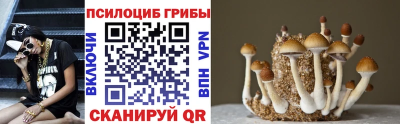 хочу наркоту Минеральные Воды Галлюциногенные грибы Cubensis